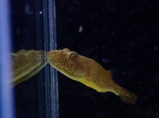 画像2: 【淡水魚】【通販】激安 テトラオドン バイレイ(毛フグ)【1匹 サンプル画像】(±3cm)(淡水フグ)(生体)(熱帯魚)NK (2)