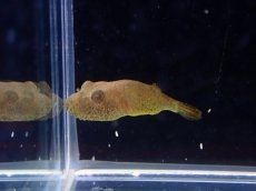 画像3: 【淡水魚】【通販】激安 テトラオドン バイレイ(毛フグ)【1匹 サンプル画像】(±3cm)(淡水フグ)(生体)(熱帯魚)NK (3)