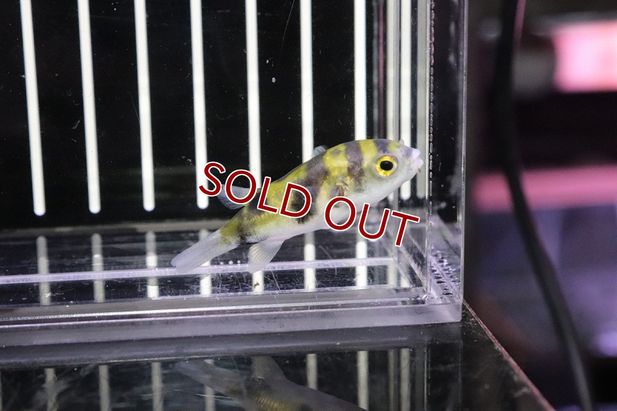 画像2: 【淡水魚】【通販】Lサイズ 南米淡水フグ ペルー産 ワイルド【1匹 サンプル画像】(±6cm)(フグ)（生体）（熱帯魚） (2)