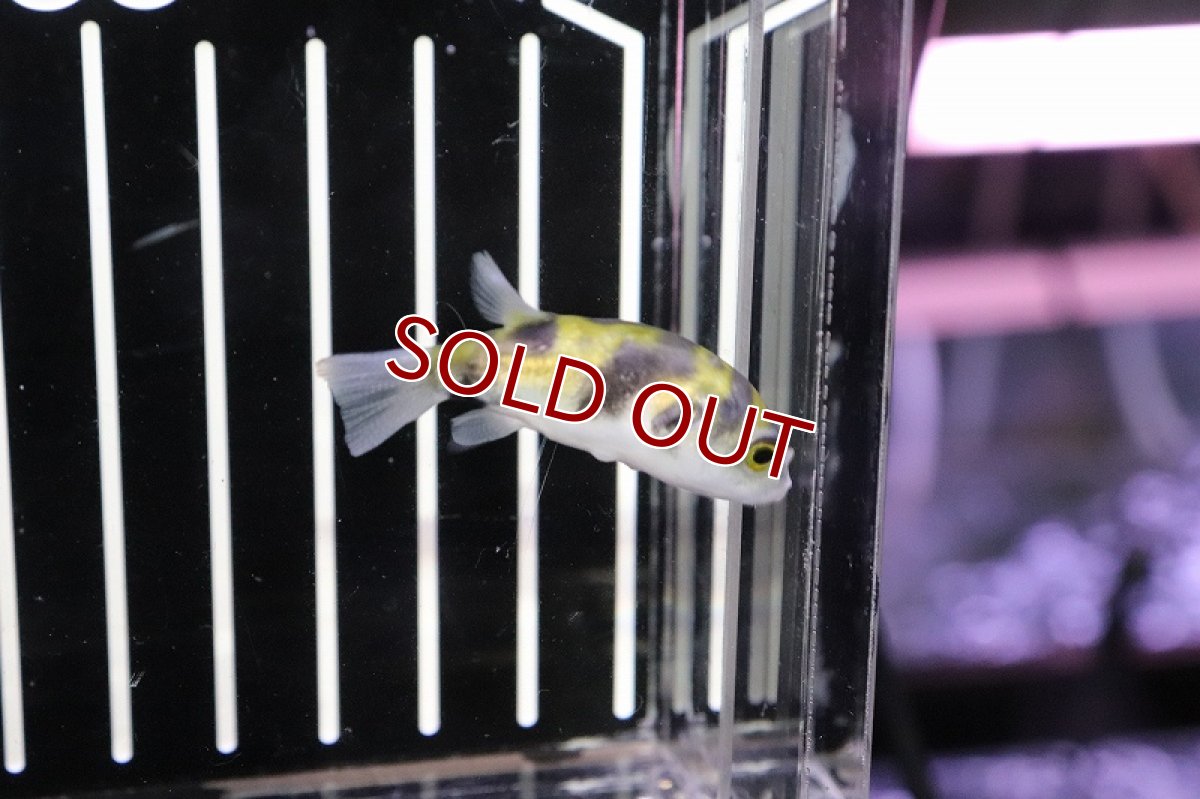 画像3: 【淡水魚】【通販】Lサイズ 南米淡水フグ ペルー産 ワイルド【1匹 サンプル画像】(±6cm)(フグ)（生体）（熱帯魚） (3)