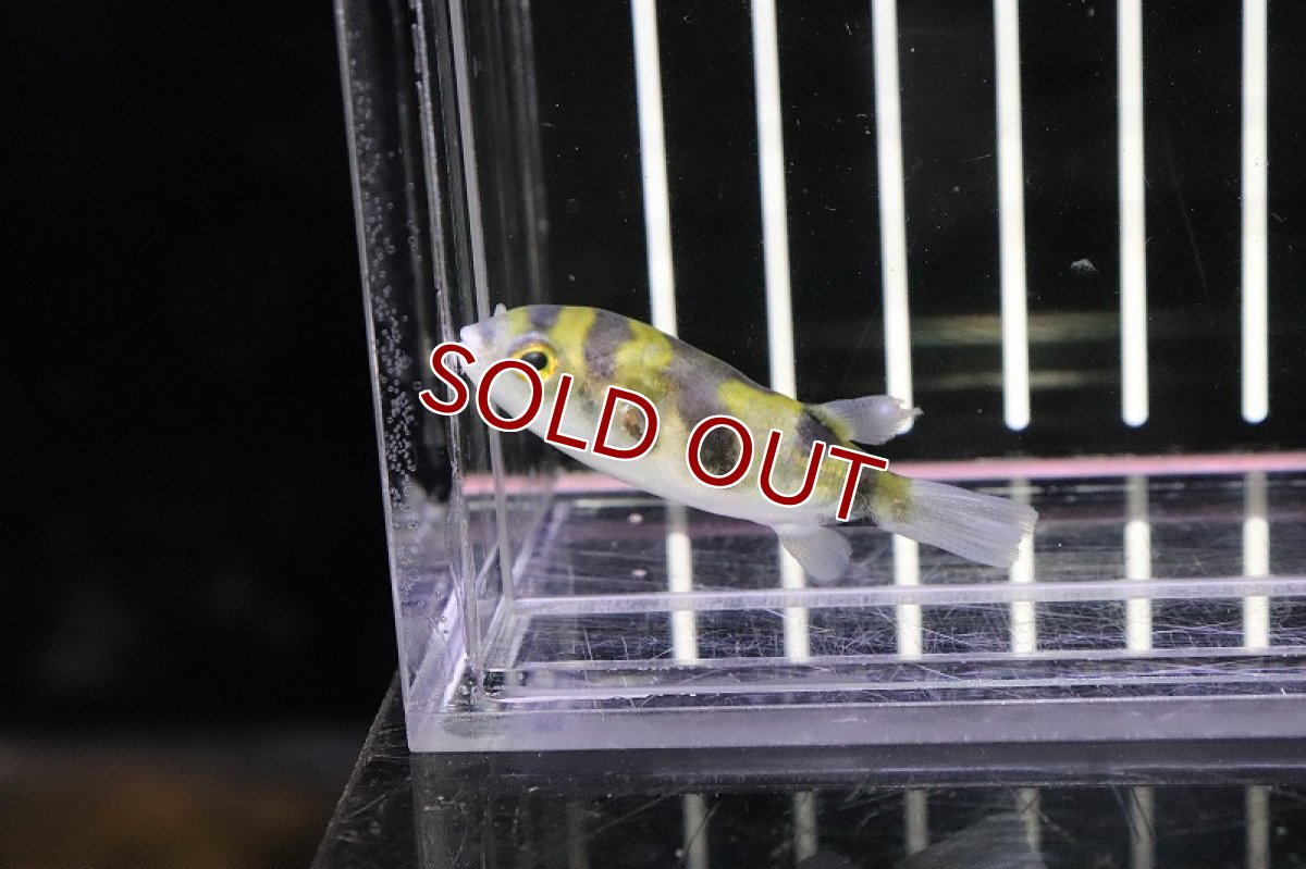 画像4: 【淡水魚】【通販】Lサイズ 南米淡水フグ ペルー産 ワイルド【1匹 サンプル画像】(±6cm)(フグ)（生体）（熱帯魚） (4)