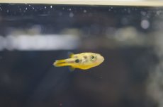 画像1: 【淡水魚】【通販】アベニーパファー【５匹 サンプル画像】（生体）　(淡水フグ)（熱帯魚） (1)