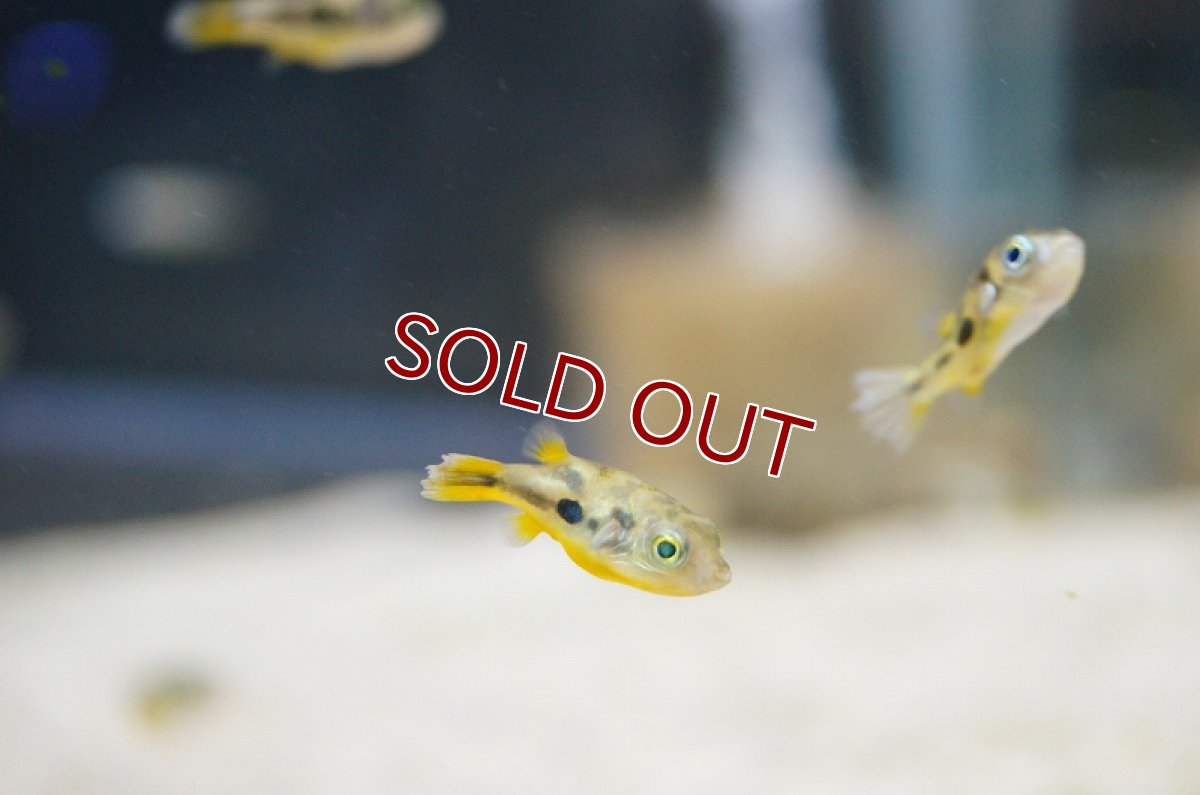 画像2: 【淡水魚】アベニーパファー【3匹 サンプル画像】（生体）　(淡水フグ)（熱帯魚） (2)