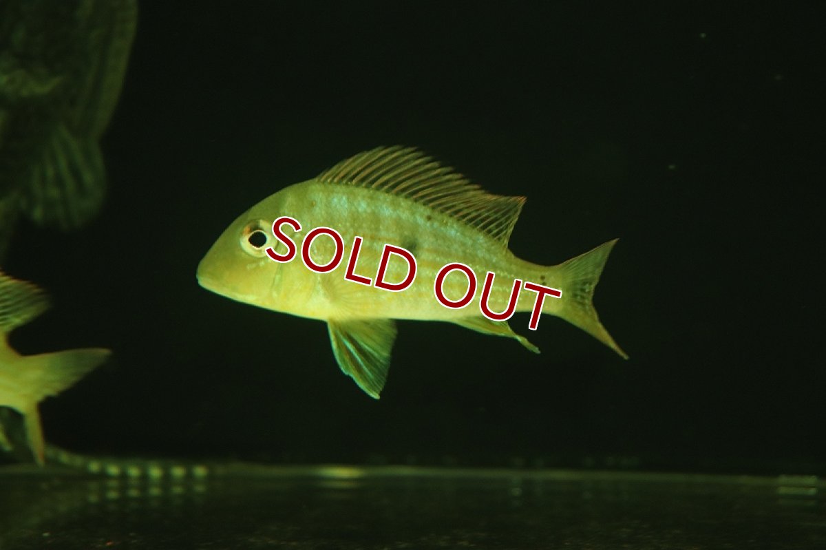 画像2: 【淡水魚】レア種 ゲオファーガス ネアンビ グアマ産 ワイルド【1匹 サンプル画像】(±7cm)(大型魚)（生体）（熱帯魚）NKO (2)