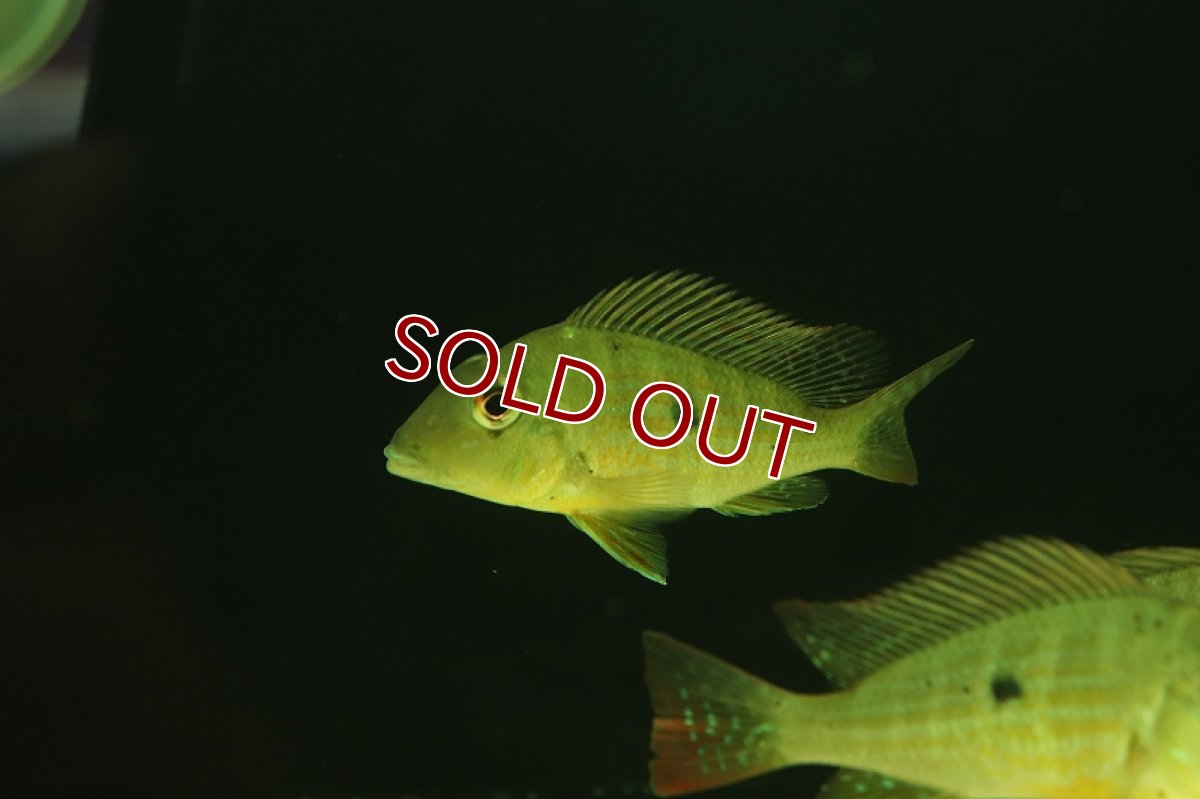 画像3: 【淡水魚】レア種 ゲオファーガス ネアンビ グアマ産 ワイルド【1匹 サンプル画像】(±7cm)(大型魚)（生体）（熱帯魚）NKO (3)