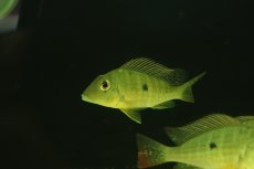 画像3: 【淡水魚】【通販】レア種 ゲオファーガス ネアンビ グアマ産 ワイルド【1匹 サンプル画像】(±7cm)(大型魚)（生体）（熱帯魚）NKO (3)