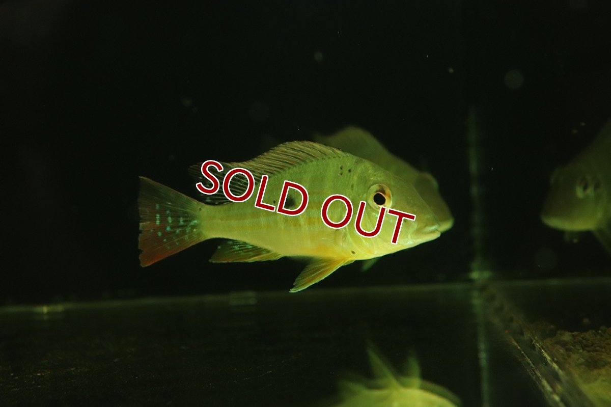 画像4: 【淡水魚】レア種 ゲオファーガス ネアンビ グアマ産 ワイルド【1匹 サンプル画像】(±7cm)(大型魚)（生体）（熱帯魚）NKO (4)