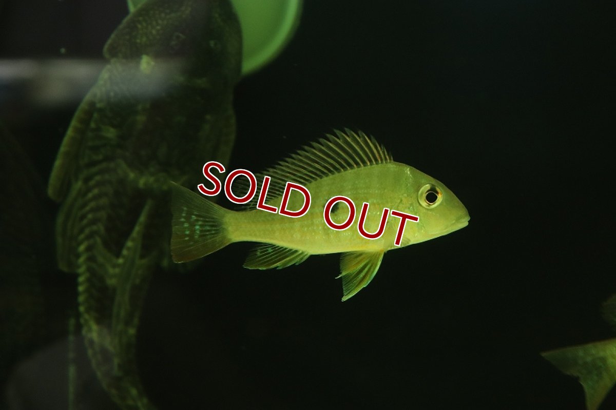 画像5: 【淡水魚】レア種 ゲオファーガス ネアンビ グアマ産 ワイルド【1匹 サンプル画像】(±7cm)(大型魚)（生体）（熱帯魚）NKO (5)