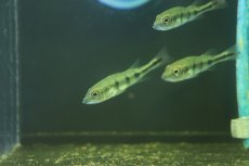 画像1: 【淡水魚】【通販】キクラ モノクルス ワイルド【1匹 サンプル画像販売】(±4-5cm)(大型魚)（生体）（熱帯魚）NKO (1)