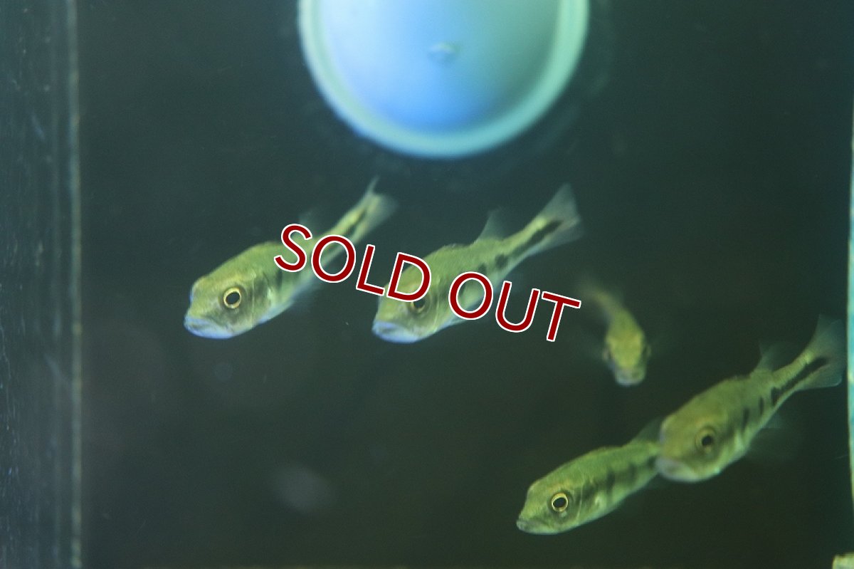 画像2: 【淡水魚】キクラ モノクルス ワイルド【1匹 サンプル画像販売】(±4-5cm)(大型魚)（生体）（熱帯魚）NKO (2)