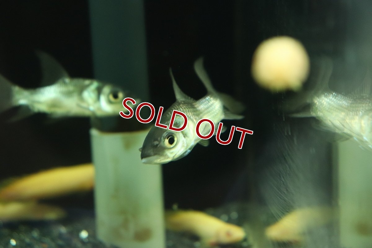 画像2: 【淡水魚】難あり 激安 パーカーホ【1匹 サンプル画像販売】(大型魚)（生体）（熱帯魚）NKO (2)