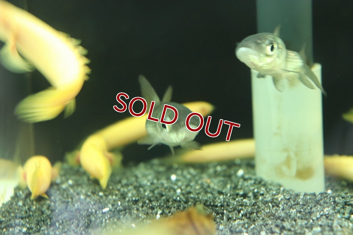 画像3: 【淡水魚】難あり 激安 パーカーホ【1匹 サンプル画像販売】(大型魚)（生体）（熱帯魚）NKO (3)