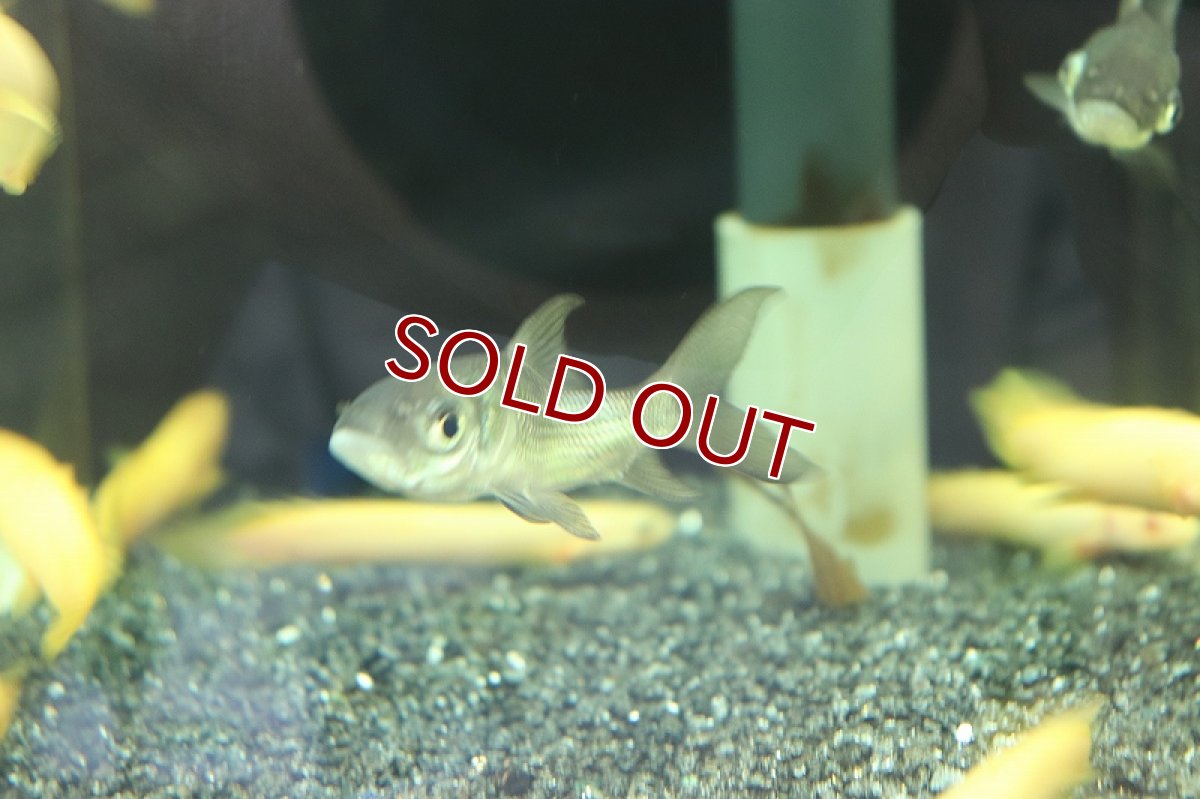画像4: 【淡水魚】難あり 激安 パーカーホ【1匹 サンプル画像販売】(大型魚)（生体）（熱帯魚）NKO (4)