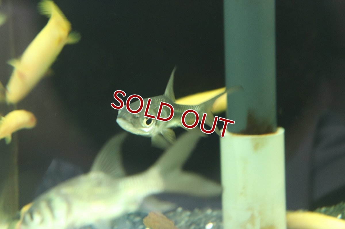 画像5: 【淡水魚】難あり 激安 パーカーホ【1匹 サンプル画像販売】(大型魚)（生体）（熱帯魚）NKO (5)