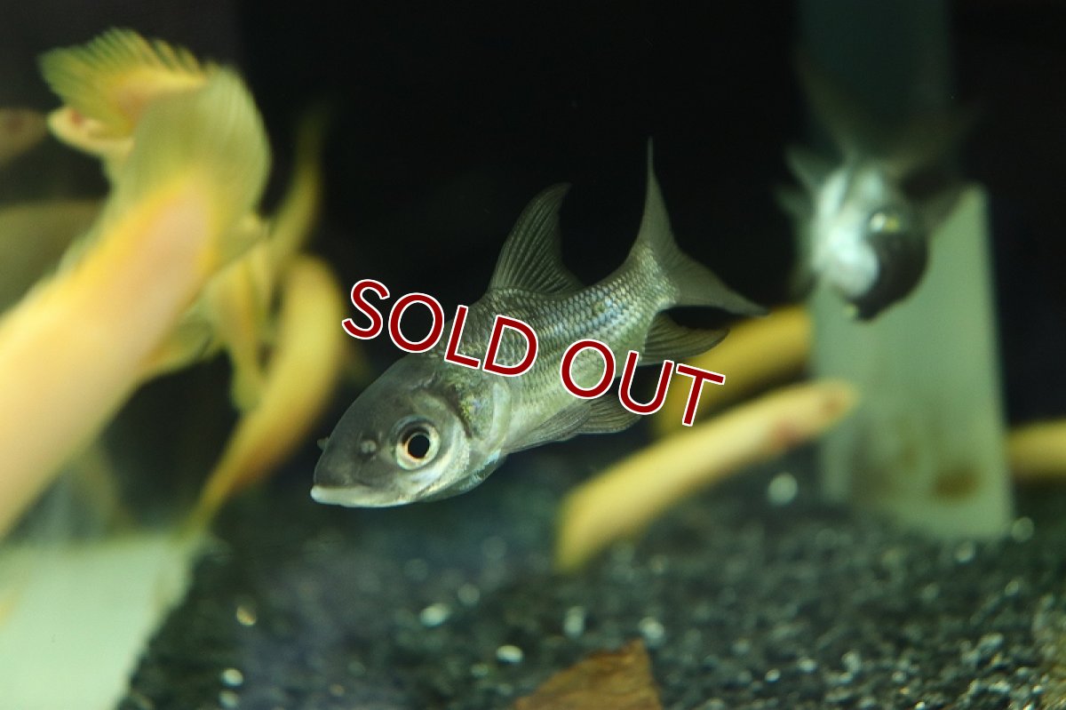 画像6: 【淡水魚】難あり 激安 パーカーホ【1匹 サンプル画像販売】(大型魚)（生体）（熱帯魚）NKO (6)