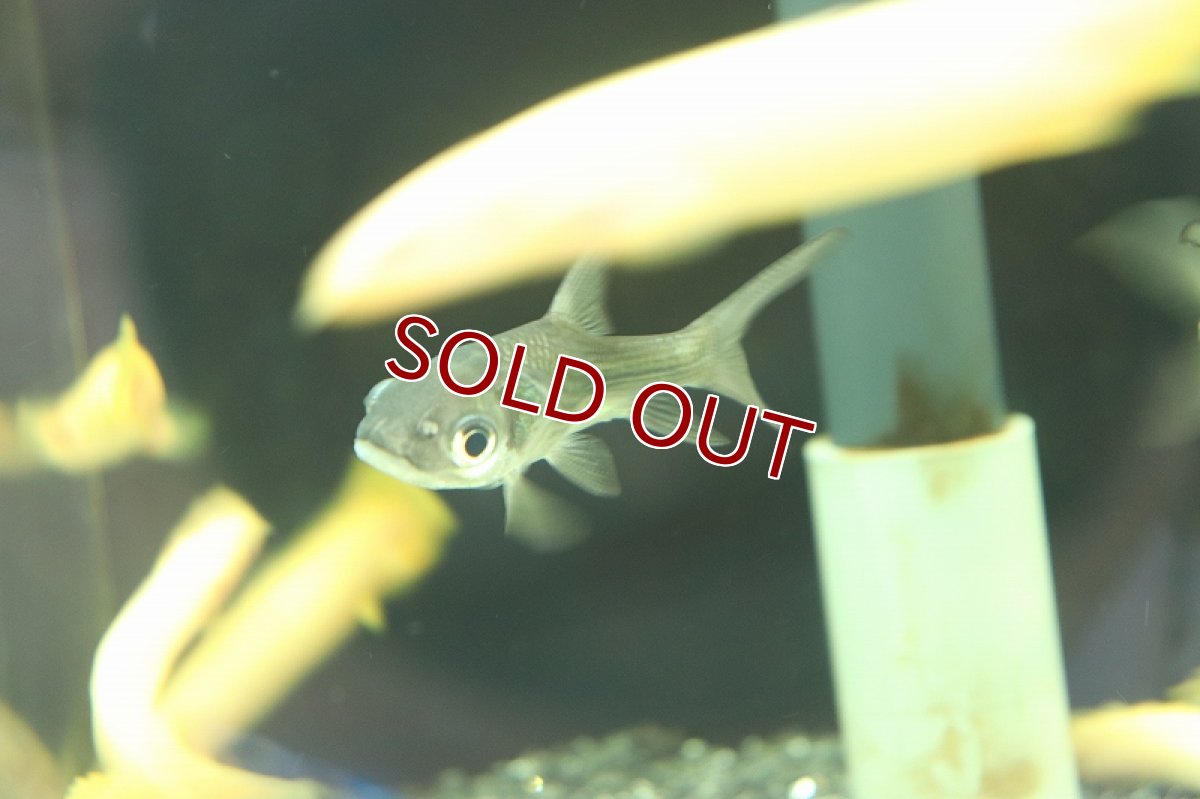 画像7: 【淡水魚】難あり 激安 パーカーホ【1匹 サンプル画像販売】(大型魚)（生体）（熱帯魚）NKO (7)