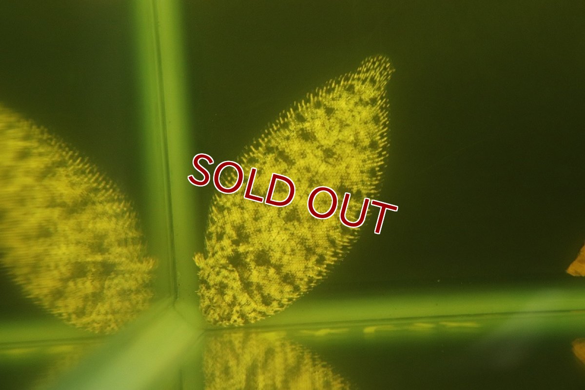 画像2: 【淡水魚】特価 ニューギニア淡水カレイ ワイルド【1匹サンプル画像販売】(±5-6cm)(淡水カレイ)（生体）（熱帯魚）NK (2)