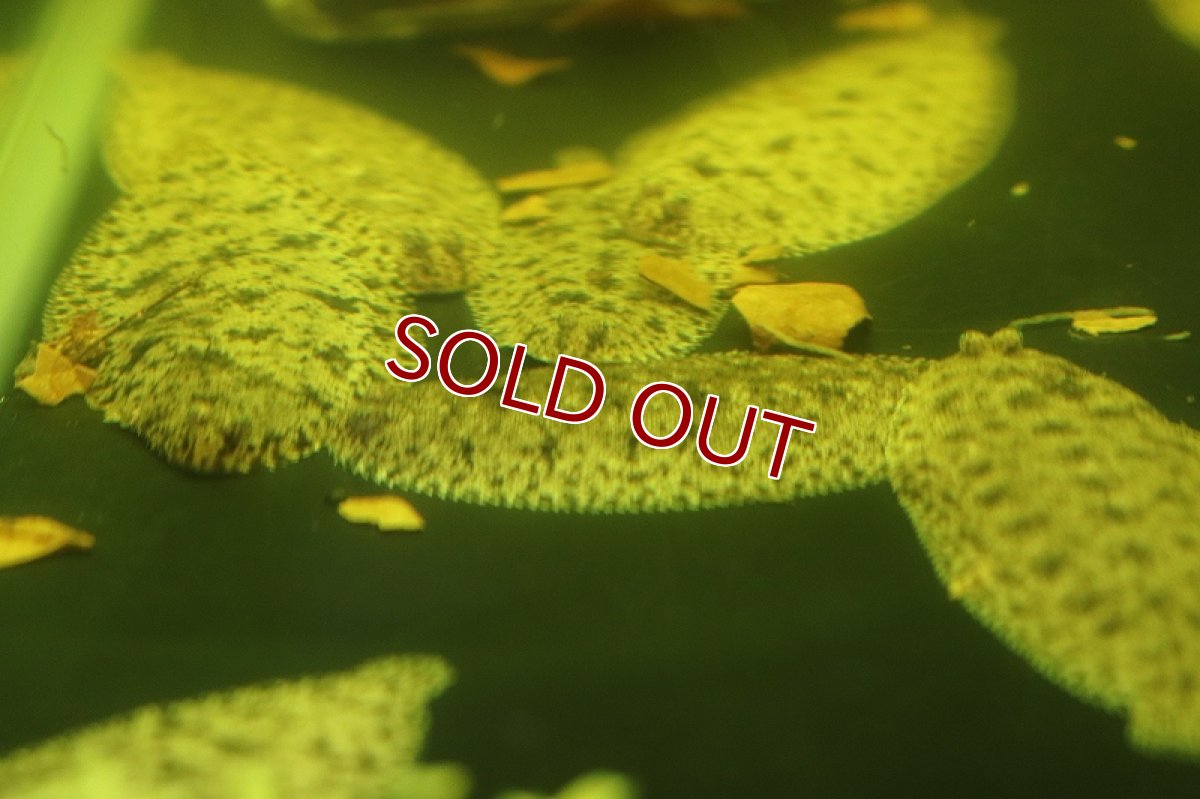 画像3: 【淡水魚】特価 ニューギニア淡水カレイ ワイルド【1匹サンプル画像販売】(±5-6cm)(淡水カレイ)（生体）（熱帯魚）NK (3)