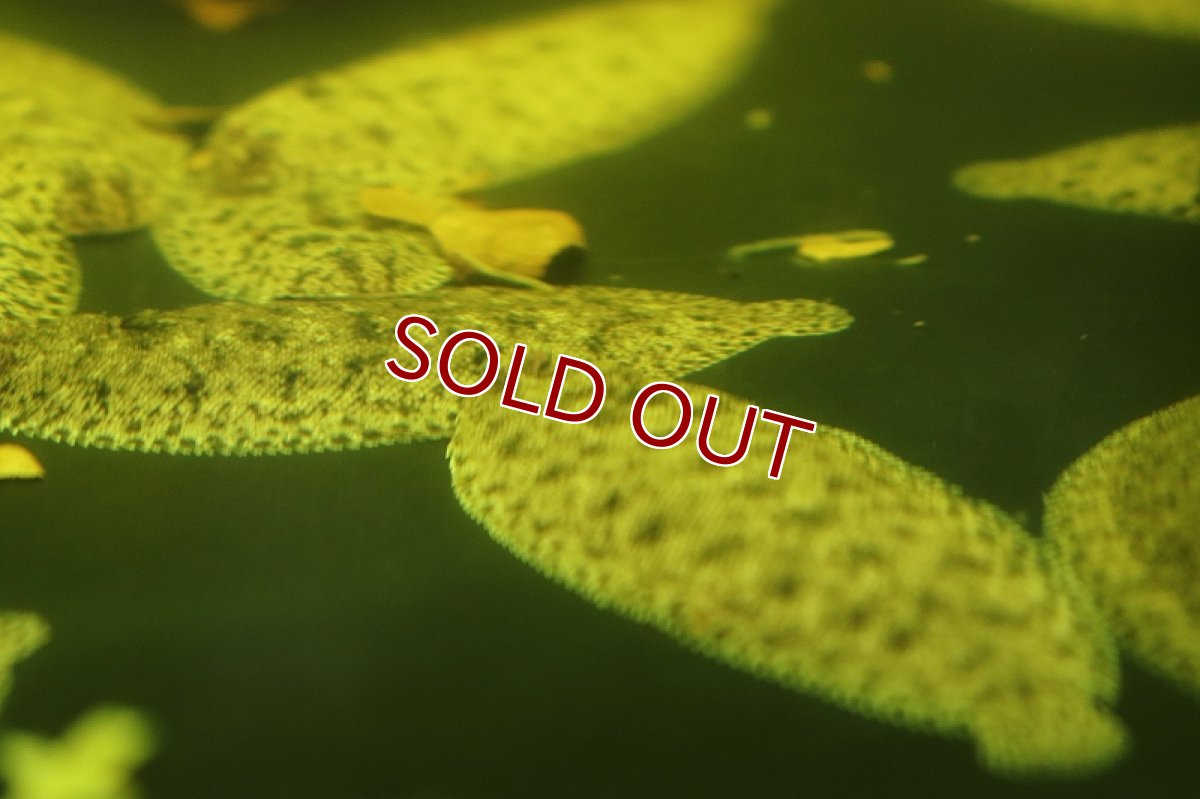 画像4: 【淡水魚】特価 ニューギニア淡水カレイ ワイルド【1匹サンプル画像販売】(±5-6cm)(淡水カレイ)（生体）（熱帯魚）NK (4)