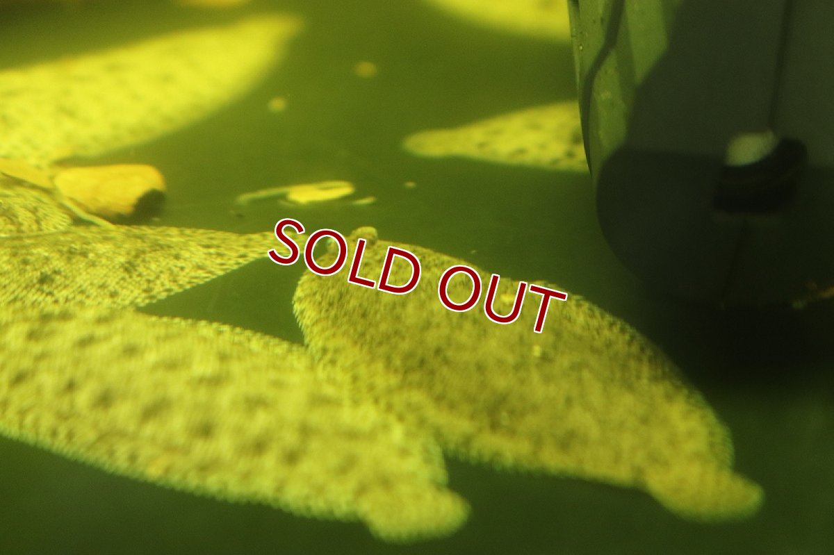 画像5: 【淡水魚】特価 ニューギニア淡水カレイ ワイルド【1匹サンプル画像販売】(±5-6cm)(淡水カレイ)（生体）（熱帯魚）NK (5)