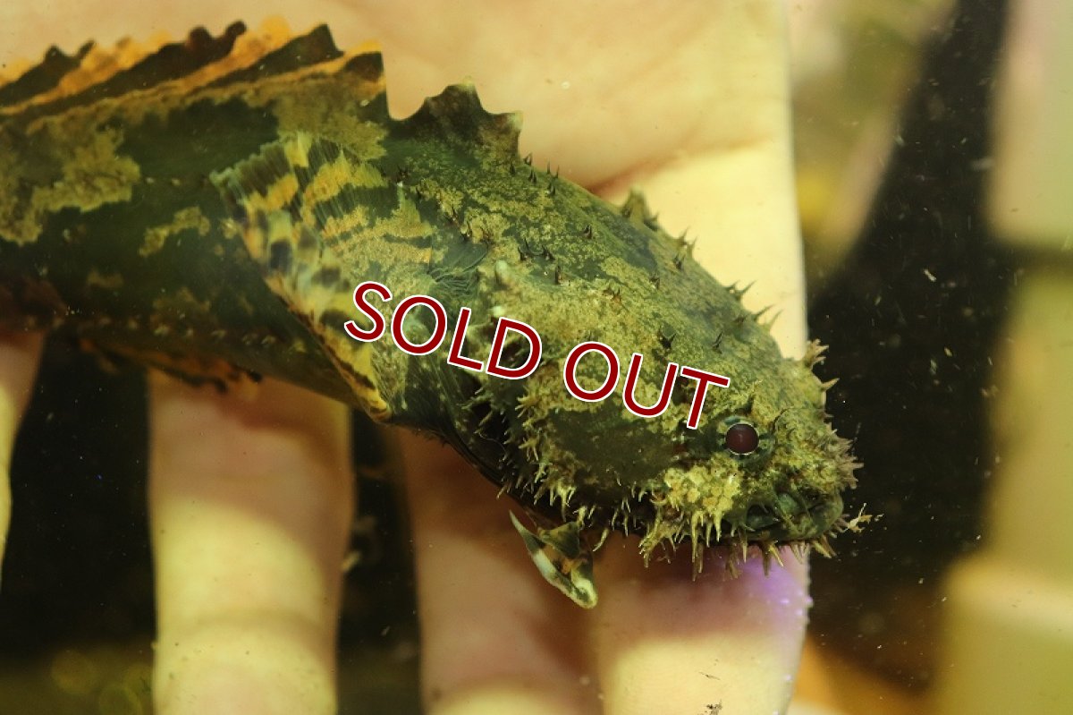 画像2: 【淡水魚】大特価大きめ カンボジア淡水アンコウ ワイルド【1匹サンプル画像販売】(±7-13cm)(淡水アンコウ)（生体）（熱帯魚）NK (2)