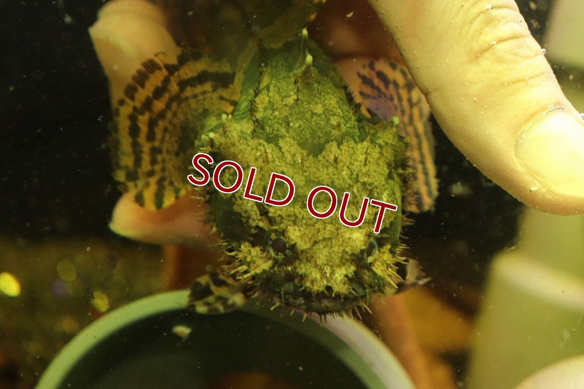 画像3: 【淡水魚】大特価大きめ カンボジア淡水アンコウ ワイルド【1匹サンプル画像販売】(±7-13cm)(淡水アンコウ)（生体）（熱帯魚）NK (3)