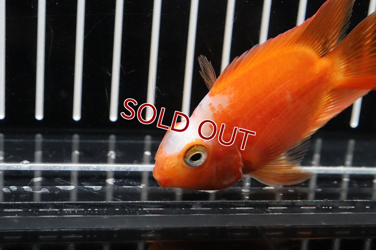 画像2: 【淡水魚】レア種 サラサパロット(更紗)【1匹 サンプル画像】(±5-6cm)（生体）(大型魚)（熱帯魚）NKO (2)