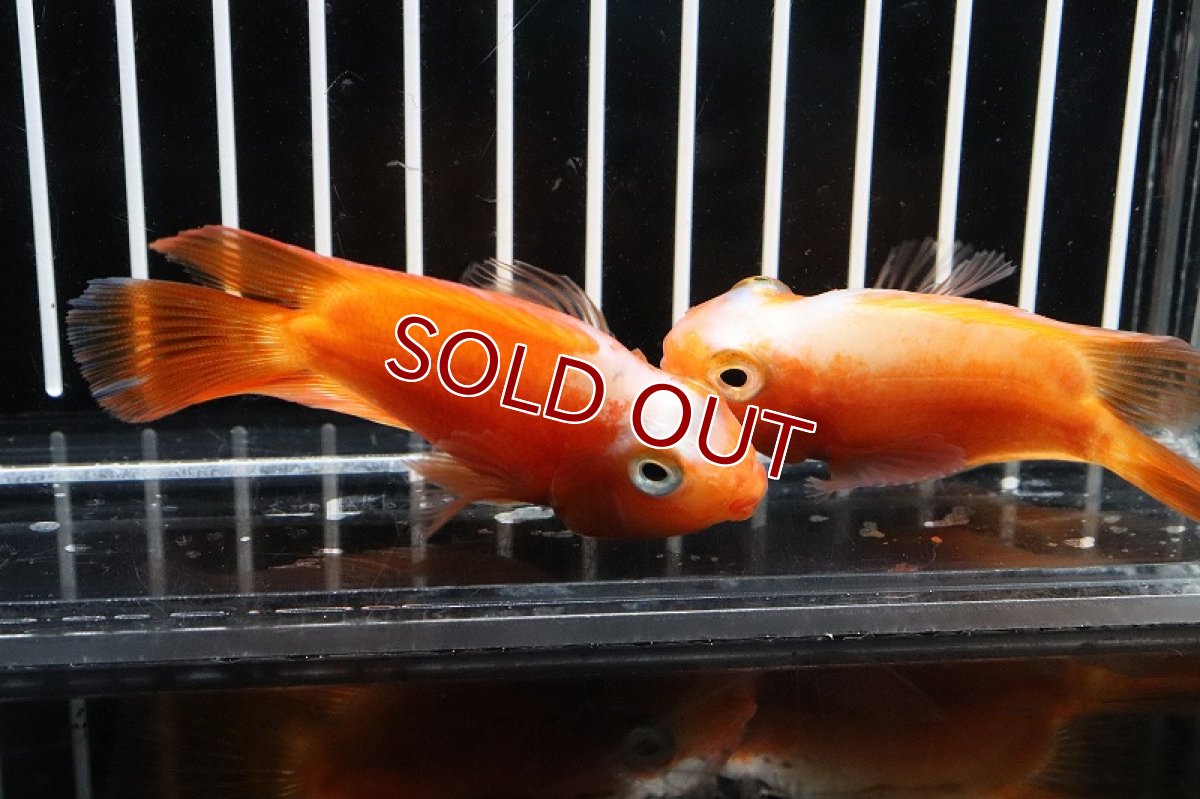 画像3: 【淡水魚】レア種 サラサパロット(更紗)【1匹 サンプル画像】(±5-6cm)（生体）(大型魚)（熱帯魚）NKO (3)