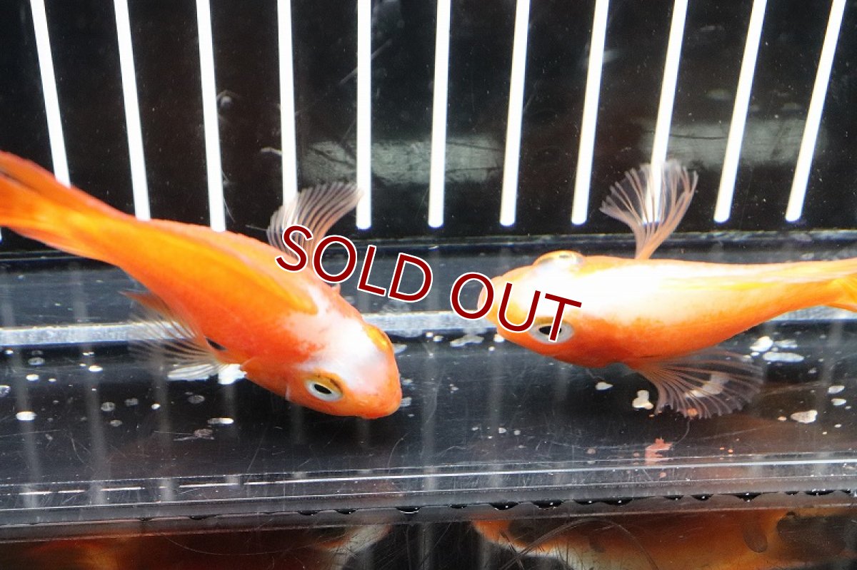 画像4: 【淡水魚】レア種 サラサパロット(更紗)【1匹 サンプル画像】(±5-6cm)（生体）(大型魚)（熱帯魚）NKO (4)