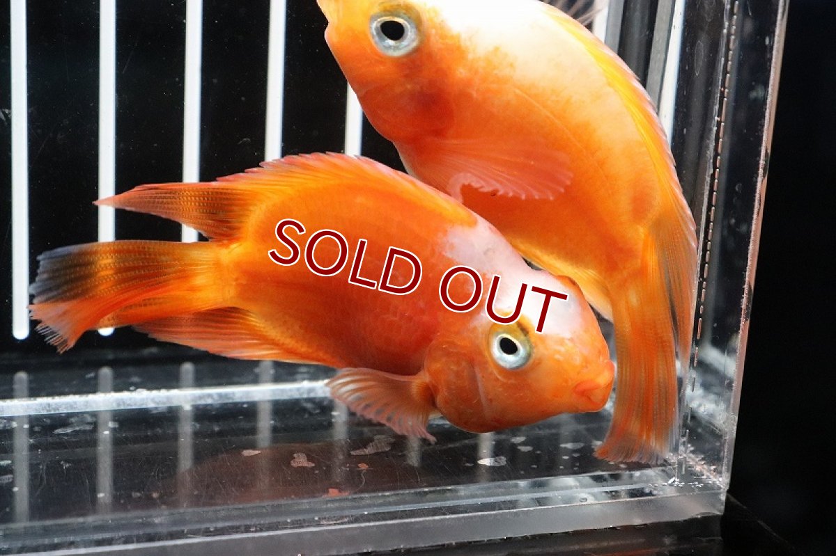 画像5: 【淡水魚】レア種 サラサパロット(更紗)【1匹 サンプル画像】(±5-6cm)（生体）(大型魚)（熱帯魚）NKO (5)