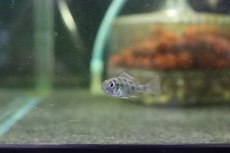 画像1: 【淡水魚】【通販】ゲオファーガス スベニ ブリード【1匹】(±2cm)（生体）(大型魚)（熱帯魚）NKO (1)