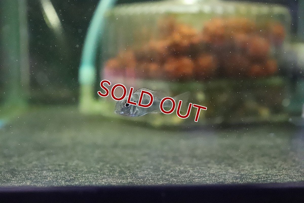 画像2: 【淡水魚】ゲオファーガス スベニ ブリード【1匹】(±2cm)（生体）(大型魚)（熱帯魚）NKO (2)