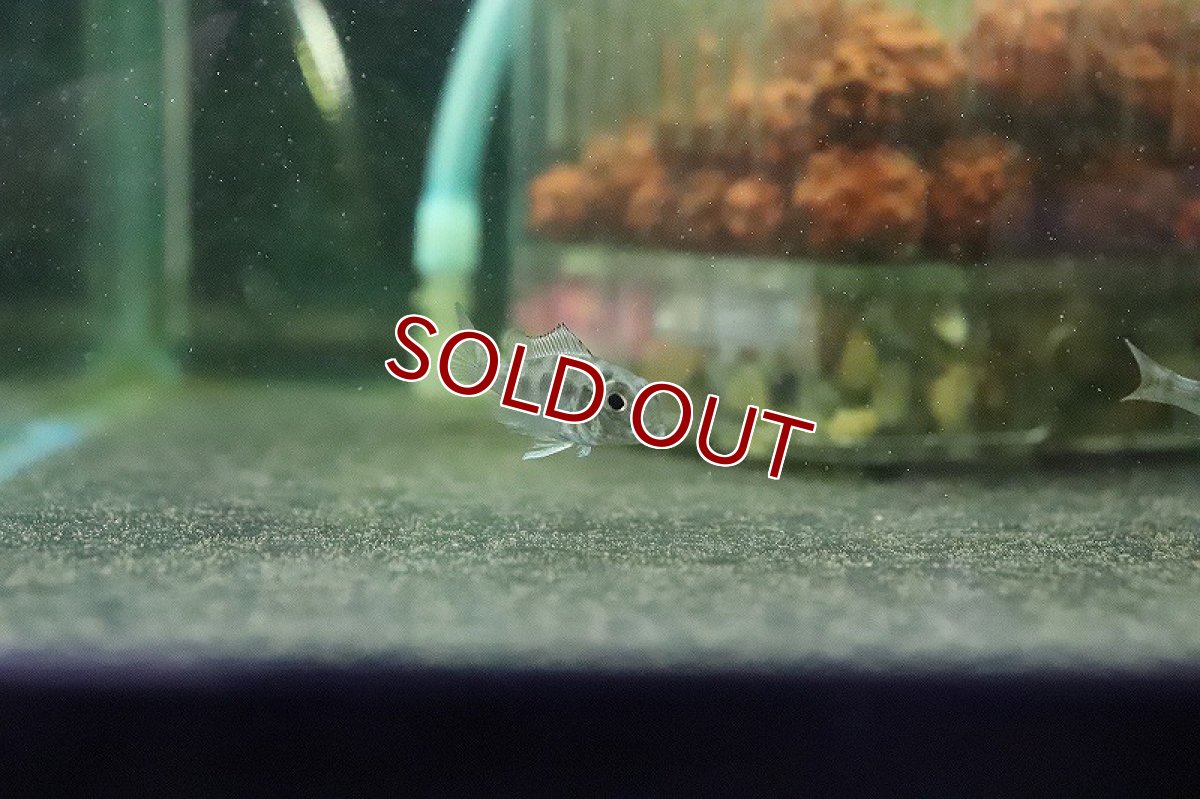 画像3: 【淡水魚】ゲオファーガス スベニ ブリード【1匹】(±2cm)（生体）(大型魚)（熱帯魚）NKO (3)