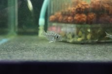 画像3: 【淡水魚】【通販】ゲオファーガス スベニ ブリード【1匹】(±2cm)（生体）(大型魚)（熱帯魚）NKO (3)