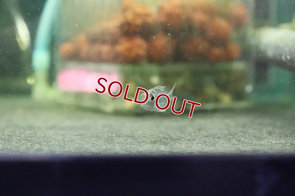 画像4: 【淡水魚】ゲオファーガス スベニ ブリード【1匹】(±2cm)（生体）(大型魚)（熱帯魚）NKO (4)