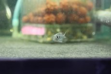 画像4: 【淡水魚】【通販】ゲオファーガス スベニ ブリード【1匹】(±2cm)（生体）(大型魚)（熱帯魚）NKO (4)