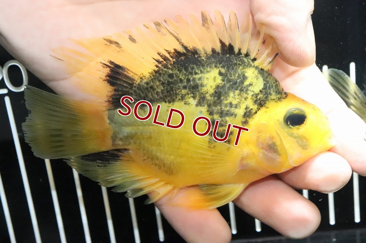 画像2: 【淡水魚】選別個体 レア種 トラパロット【1匹 サンプル画像】(±7cm)（生体）(大型魚)（熱帯魚）NKO (2)