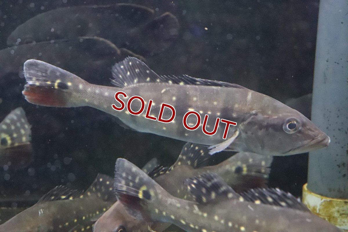 画像2: 【淡水魚】特価 キクラ テメンシス イリニダエパッカー ワイルド【1匹】(±20-22cm)（生体）(大型魚)（熱帯魚）NKO (2)