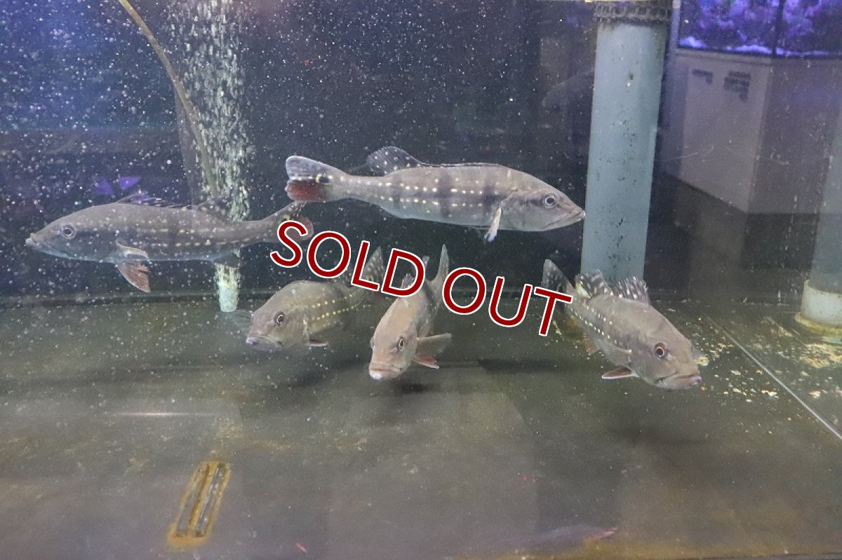 画像3: 【淡水魚】特価 キクラ テメンシス イリニダエパッカー ワイルド【1匹】(±20-22cm)（生体）(大型魚)（熱帯魚）NKO (3)