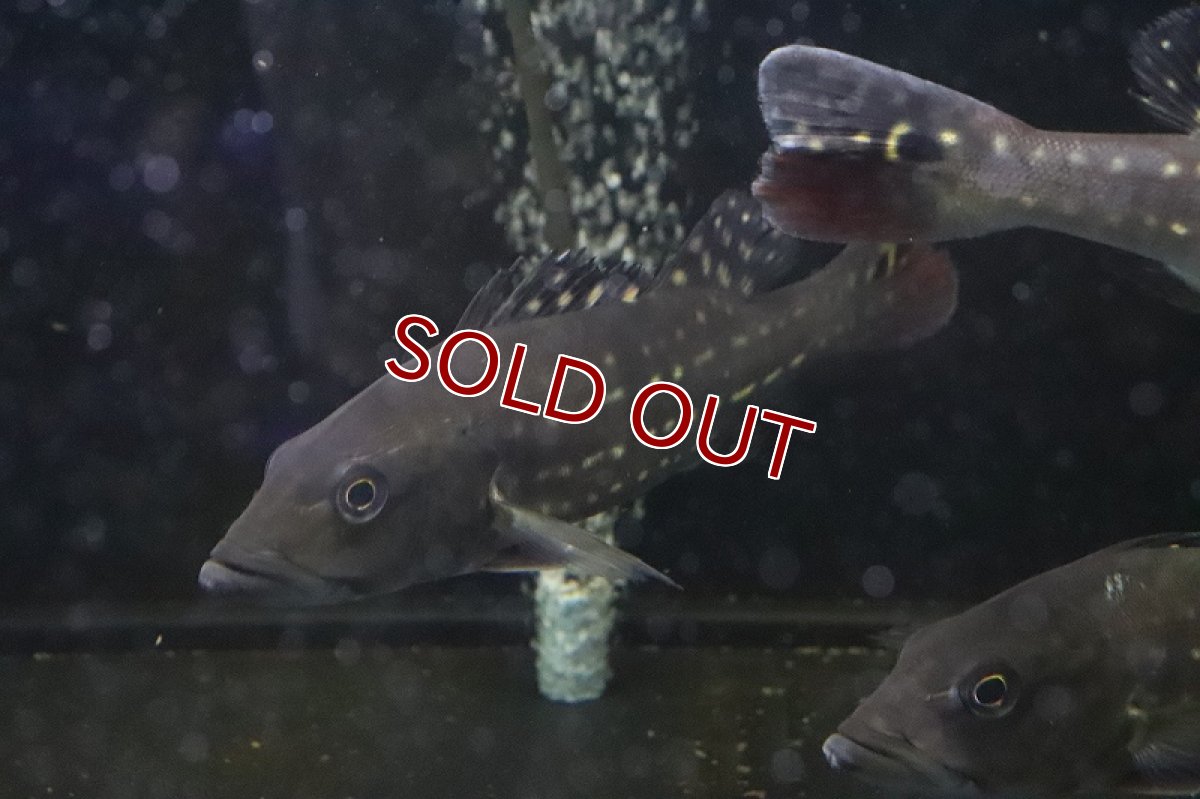 画像4: 【淡水魚】特価 キクラ テメンシス イリニダエパッカー ワイルド【1匹】(±20-22cm)（生体）(大型魚)（熱帯魚）NKO (4)