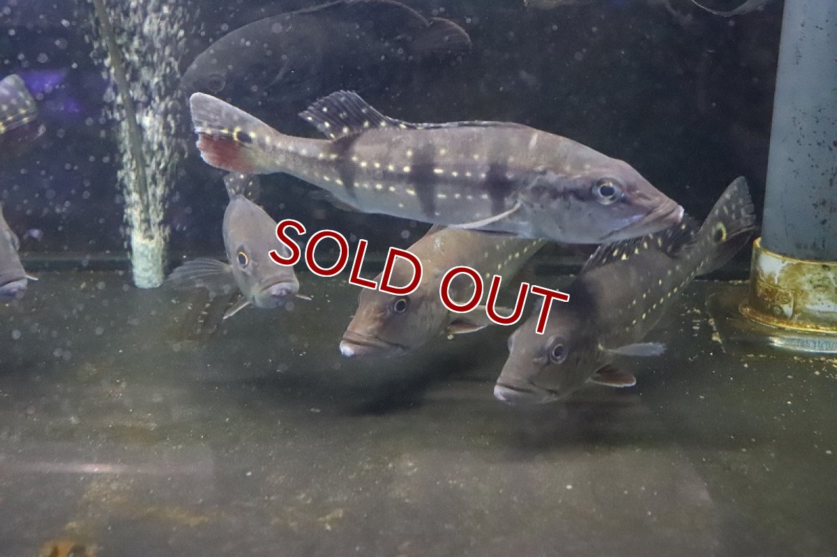 画像5: 【淡水魚】特価 キクラ テメンシス イリニダエパッカー ワイルド【1匹】(±20-22cm)（生体）(大型魚)（熱帯魚）NKO (5)