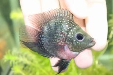 画像2: 【淡水魚】【通販】珍種 キリンパロット【1匹 サンプル画像】(±3-4cm)(大型魚)（生体）（淡水）NKO (2)