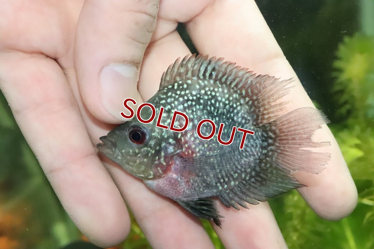 画像3: 【淡水魚】珍種 キリンパロット【1匹 サンプル画像】(±3-4cm)(大型魚)（生体）（淡水）NKO (3)