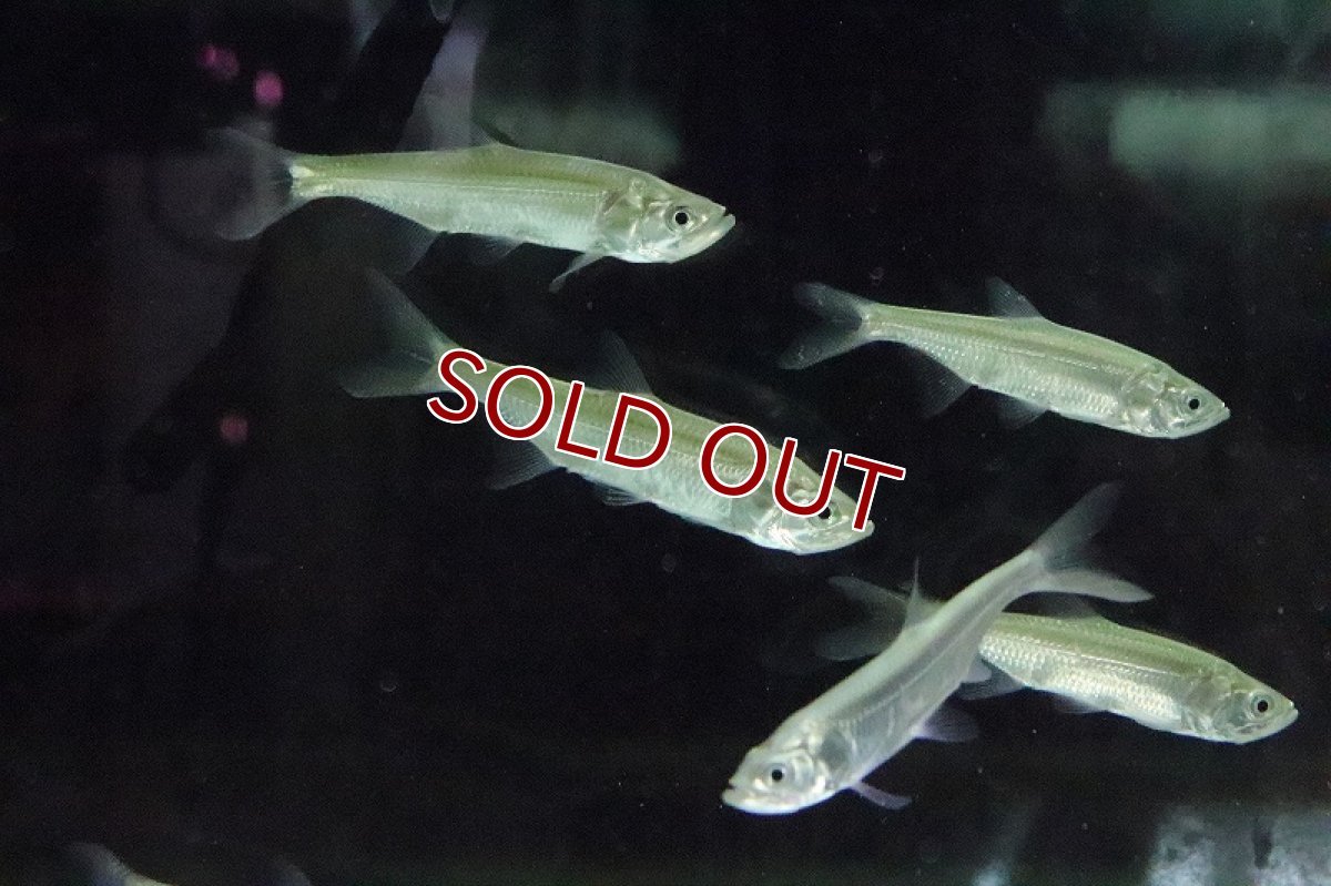 画像2: 【淡水魚】【通販】アトランティックターポン マココ ラゴス湖産 ワイルド【1匹 サンプル画像】(±10cm)(大型魚)（生体）（淡水）NKO (2)