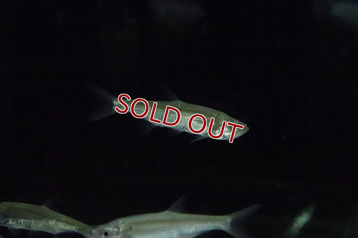 画像3: 【淡水魚】【通販】アトランティックターポン マココ ラゴス湖産 ワイルド【1匹 サンプル画像】(±10cm)(大型魚)（生体）（淡水）NKO (3)