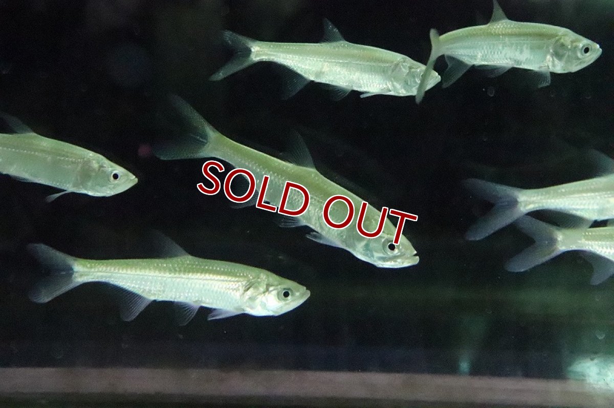 画像4: 【淡水魚】【通販】アトランティックターポン マココ ラゴス湖産 ワイルド【1匹 サンプル画像】(±10cm)(大型魚)（生体）（淡水）NKO (4)