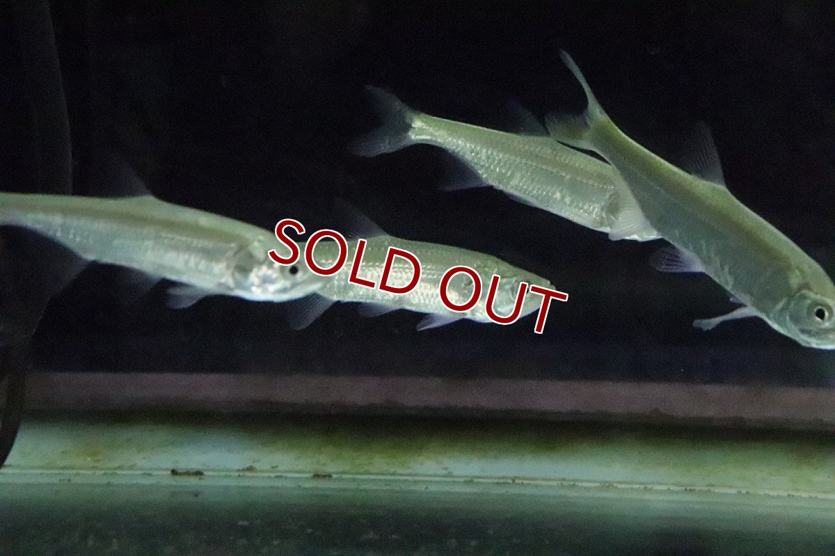 画像5: 【淡水魚】【通販】アトランティックターポン マココ ラゴス湖産 ワイルド【1匹 サンプル画像】(±10cm)(大型魚)（生体）（淡水）NKO (5)