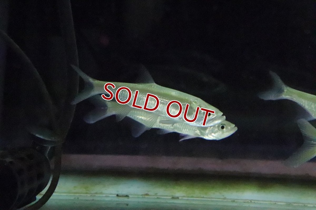 画像6: 【淡水魚】【通販】アトランティックターポン マココ ラゴス湖産 ワイルド【1匹 サンプル画像】(±10cm)(大型魚)（生体）（淡水）NKO (6)