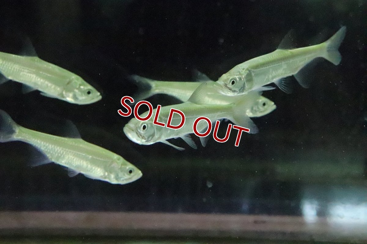 画像7: 【淡水魚】【通販】アトランティックターポン マココ ラゴス湖産 ワイルド【1匹 サンプル画像】(±10cm)(大型魚)（生体）（淡水）NKO (7)