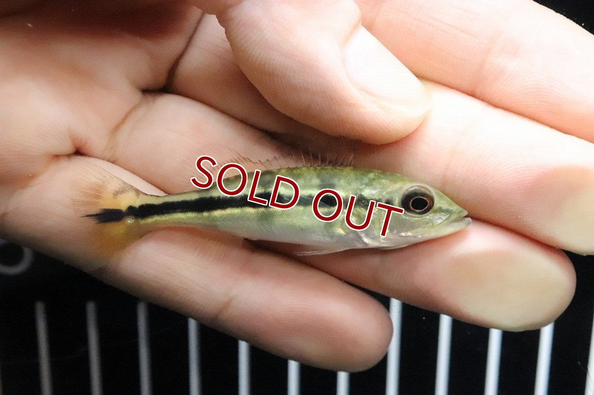 画像2: 【淡水魚】【通販】キクラ ピクティ(アラグアイアブルー)【1匹 サンプル画像】(±5-6cm)(大型魚)(生体)(熱帯魚)ＮＫＯ (2)